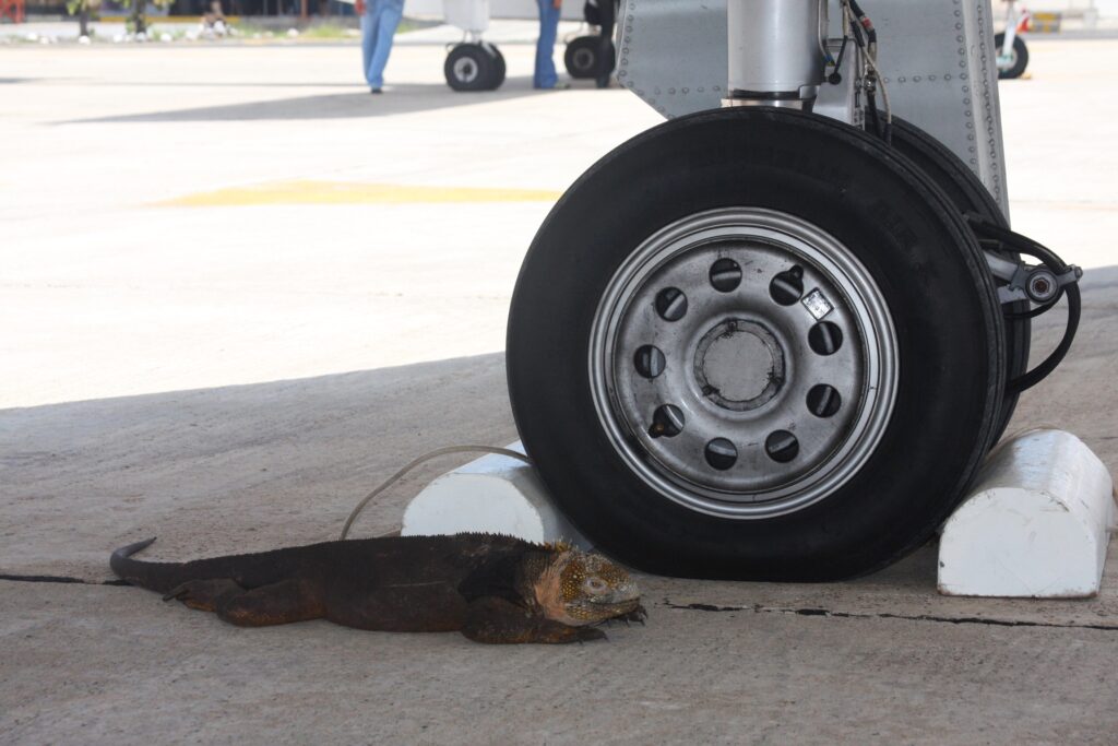 lizard-wheel-of-plane